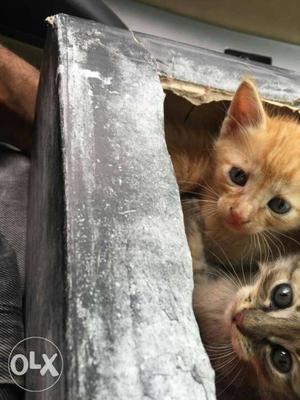 Tow Orange And Gray Tabby Kittens