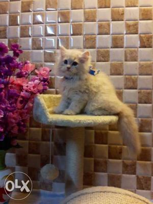 Traind baby persian cats kitten for sale beautiful colors