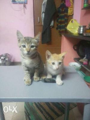 Two Kittens On Grey Table
