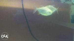 Two White Pet Fishes