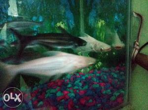 Two White shark And four pair Black shark total 220 rupees
