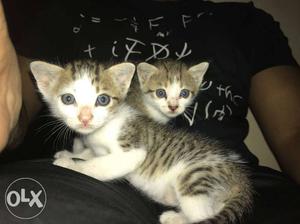 Two cute kittens available for adoption