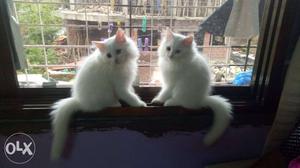 Two pure persian male kittens two months