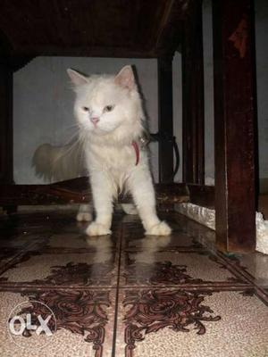 Very urgent sale white male Persian cat 9 month old