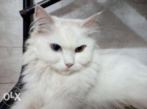 White Cat. Both eye colour different