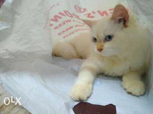 White Cat In Ratnagiri