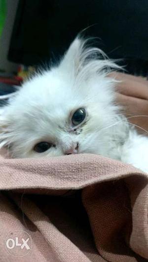 White Kitten Lying On Brown Textile