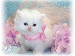 White Kitten With Pink Choker