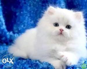 White Persian Kitten On Blue Rug