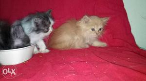 45days double coat persian kittens dull colour 5k