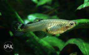5 pairs of growing fry guppy rs 100