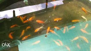 All fishes pair rs twenty only Beem mixed farming