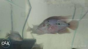 Baby flowerhorn fish srd for sale contact