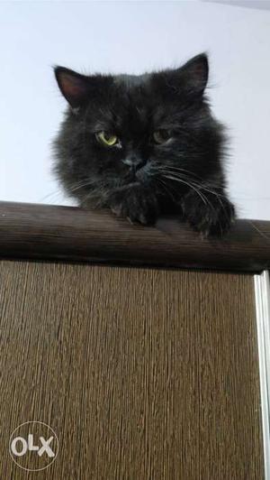 Blackish Brown Persian Cat