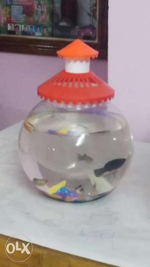 Fish tank blow tank with cap