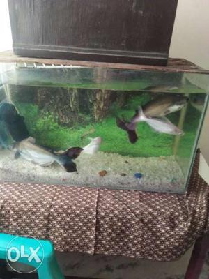 Fish tank for urgent sale