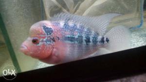 Half red flowerhorn fish