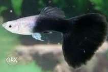 Male White And Black Guppy