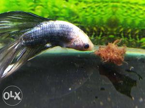 Mix marble betta up for sale