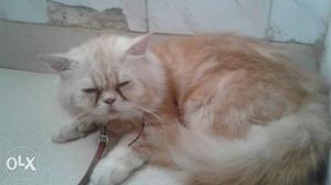 Persian cat extreme face male for matting