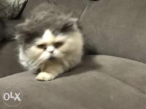 Persian male cat 1 year old. proven male for sale