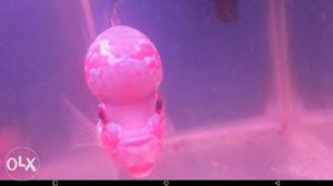 Pink And Red kml Flowerhorn