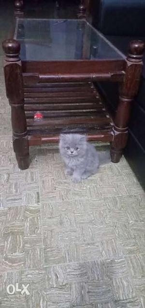 Punch face persian cat 60 days toilet trained..