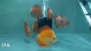 Red melon and checkerboard discus 4 inch