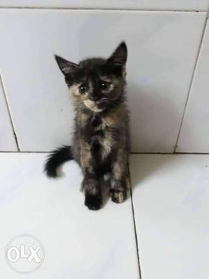 Short-furred Black And Gray Kitten