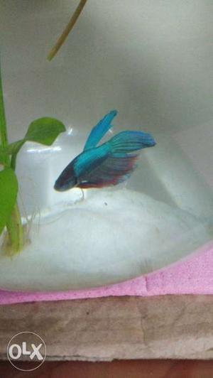 Strong & Active Betta, perfect for breeding & fight