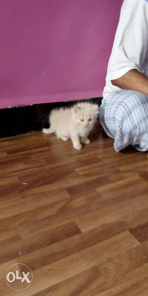 1.5 month Persian kitten male and female