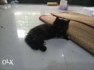 1 kitten & tabby male for sale