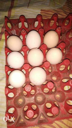 100 desi pure chicken eggs