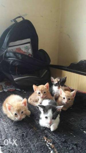 1months old kittens for adoption