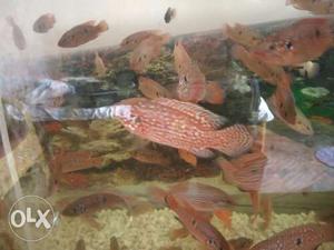 2-3 inch jewel cichlids