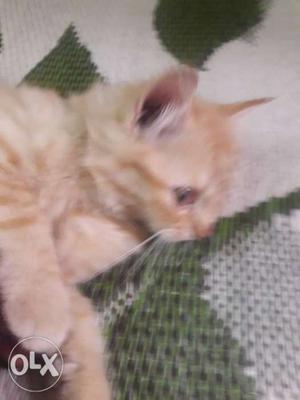 2 Female And 1 Male Persion kitten 4mnths old