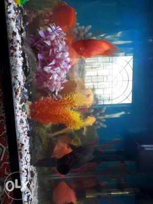 2 fit fish tank and 4 parot fish with 2 shivraam