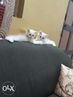 2 ginger colour persian kittens