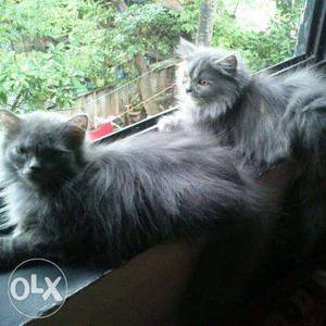 2 persian cat kittens for  only 3 months old