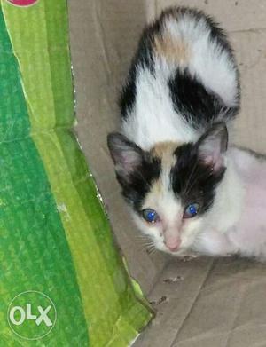 3 different colours mixed kitten