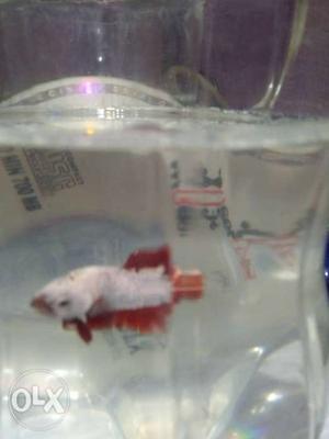 3 males Dragon tail and crown tail betta fish