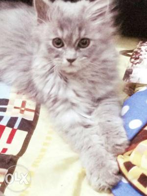 3 months grey colour female parsiyan cat