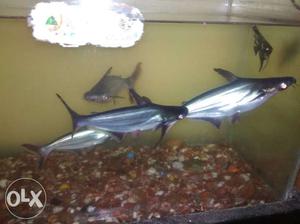 3 shark only at 250 bigger and maintained fish