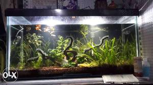 38x18x15" live plantation aquarium for sell with