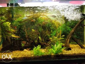 3feet planted aquarium with stand and cover..and