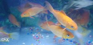 4 Red Koi Fish 4-5 inch
