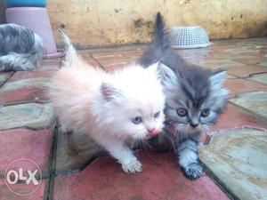 46 day old White And Gray male kittens