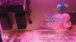 6" KML, very aggressive, and active Flowerhorn