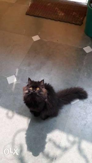 6 months old gray Persian male kittens for sale