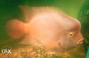 7+ Inch Red Devil Fish It's a pure breed and very